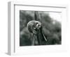 A Slender Loris Looking down from on a Branch, London Zoo, August 1926 (B/W Photo)-Frederick William Bond-Framed Giclee Print