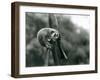 A Slender Loris Looking down from on a Branch, London Zoo, August 1926 (B/W Photo)-Frederick William Bond-Framed Giclee Print