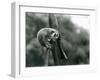 A Slender Loris Looking down from on a Branch, London Zoo, August 1926 (B/W Photo)-Frederick William Bond-Framed Giclee Print