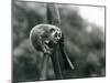 A Slender Loris Looking down from on a Branch, London Zoo, August 1926 (B/W Photo)-Frederick William Bond-Mounted Giclee Print