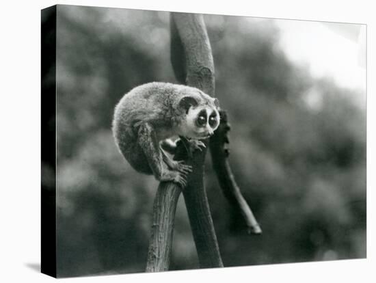 A Slender Loris Looking down from on a Branch, London Zoo, August 1926 (B/W Photo)-Frederick William Bond-Stretched Canvas