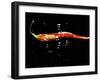 A Sliced Open Chilli Pepper in Water-null-Framed Photographic Print