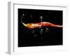 A Sliced Open Chilli Pepper in Water-null-Framed Photographic Print