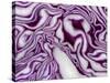 A Sliced Red Cabbage-Rogge & Jankovic-Stretched Canvas