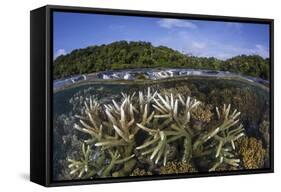 A Slightly Bleached Staghorn Coral Colony in the Solomon Islands-Stocktrek Images-Framed Stretched Canvas
