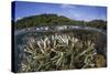 A Slightly Bleached Staghorn Coral Colony in the Solomon Islands-Stocktrek Images-Stretched Canvas