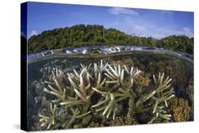 A Slightly Bleached Staghorn Coral Colony in the Solomon Islands-Stocktrek Images-Stretched Canvas