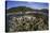 A Slightly Bleached Staghorn Coral Colony in the Solomon Islands-Stocktrek Images-Stretched Canvas