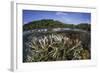 A Slightly Bleached Staghorn Coral Colony in the Solomon Islands-Stocktrek Images-Framed Photographic Print