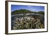 A Slightly Bleached Staghorn Coral Colony in the Solomon Islands-Stocktrek Images-Framed Photographic Print