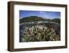 A Slightly Bleached Staghorn Coral Colony in the Solomon Islands-Stocktrek Images-Framed Photographic Print