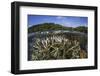 A Slightly Bleached Staghorn Coral Colony in the Solomon Islands-Stocktrek Images-Framed Photographic Print