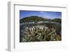 A Slightly Bleached Staghorn Coral Colony in the Solomon Islands-Stocktrek Images-Framed Photographic Print