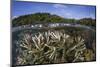 A Slightly Bleached Staghorn Coral Colony in the Solomon Islands-Stocktrek Images-Mounted Photographic Print