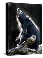 A Sloth Bear Enjoys the Morning Sun and a Passing Group of Tiny Midge Insects-null-Stretched Canvas
