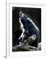 A Sloth Bear Enjoys the Morning Sun and a Passing Group of Tiny Midge Insects-null-Framed Photographic Print