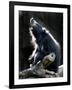 A Sloth Bear Enjoys the Morning Sun and a Passing Group of Tiny Midge Insects-null-Framed Photographic Print