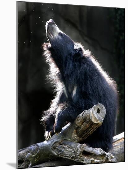 A Sloth Bear Enjoys the Morning Sun and a Passing Group of Tiny Midge Insects-null-Mounted Photographic Print