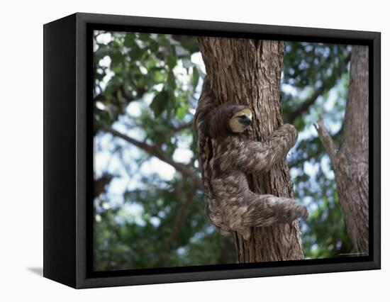 A Sloth Bear in a Tree, Venezuela, South America-Jane Sweeney-Framed Stretched Canvas