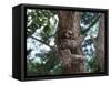 A Sloth Bear in a Tree, Venezuela, South America-Jane Sweeney-Framed Stretched Canvas