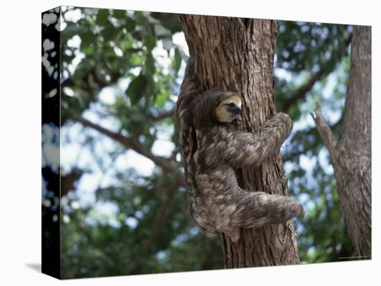 A Sloth Bear in a Tree, Venezuela, South America-Jane Sweeney-Stretched Canvas