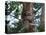 A Sloth Bear in a Tree, Venezuela, South America-Jane Sweeney-Stretched Canvas