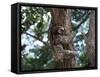 A Sloth Bear in a Tree, Venezuela, South America-Jane Sweeney-Framed Stretched Canvas