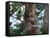 A Sloth Bear in a Tree, Venezuela, South America-Jane Sweeney-Framed Stretched Canvas