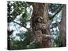 A Sloth Bear in a Tree, Venezuela, South America-Jane Sweeney-Stretched Canvas