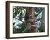 A Sloth Bear in a Tree, Venezuela, South America-Jane Sweeney-Framed Premium Photographic Print