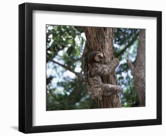 A Sloth Bear in a Tree, Venezuela, South America-Jane Sweeney-Framed Photographic Print