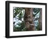 A Sloth Bear in a Tree, Venezuela, South America-Jane Sweeney-Framed Photographic Print