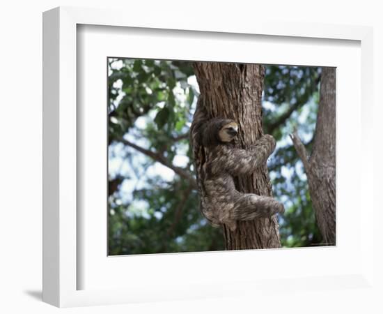 A Sloth Bear in a Tree, Venezuela, South America-Jane Sweeney-Framed Photographic Print