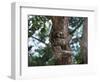 A Sloth Bear in a Tree, Venezuela, South America-Jane Sweeney-Framed Photographic Print