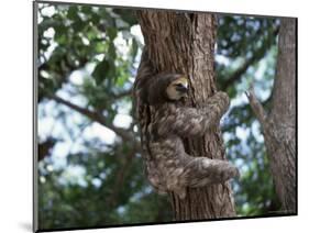 A Sloth Bear in a Tree, Venezuela, South America-Jane Sweeney-Mounted Photographic Print