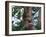 A Sloth Bear in a Tree, Venezuela, South America-Jane Sweeney-Framed Photographic Print