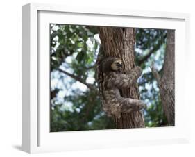 A Sloth Bear in a Tree, Venezuela, South America-Jane Sweeney-Framed Photographic Print