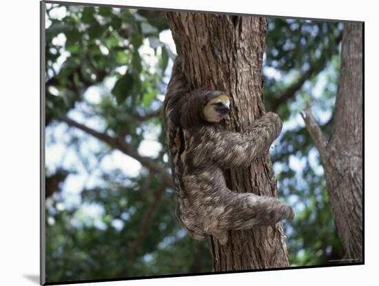 A Sloth Bear in a Tree, Venezuela, South America-Jane Sweeney-Mounted Photographic Print