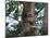 A Sloth Bear in a Tree, Venezuela, South America-Jane Sweeney-Mounted Photographic Print