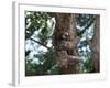 A Sloth Bear in a Tree, Venezuela, South America-Jane Sweeney-Framed Photographic Print