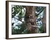 A Sloth Bear in a Tree, Venezuela, South America-Jane Sweeney-Framed Photographic Print