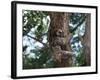 A Sloth Bear in a Tree, Venezuela, South America-Jane Sweeney-Framed Photographic Print