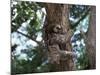 A Sloth Bear in a Tree, Venezuela, South America-Jane Sweeney-Mounted Photographic Print