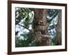 A Sloth Bear in a Tree, Venezuela, South America-Jane Sweeney-Framed Photographic Print