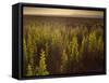 A Small Area of Green Vegetation in the Atacama Desert at Sunset-Alex Saberi-Framed Stretched Canvas
