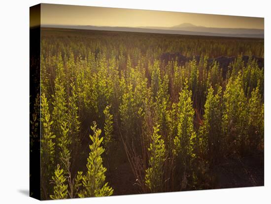 A Small Area of Green Vegetation in the Atacama Desert at Sunset-Alex Saberi-Stretched Canvas