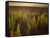 A Small Area of Green Vegetation in the Atacama Desert at Sunset-Alex Saberi-Framed Stretched Canvas