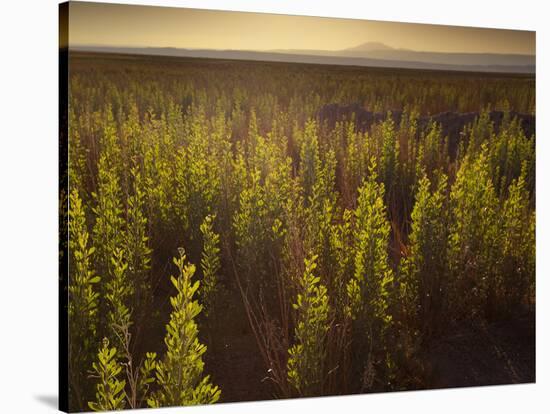 A Small Area of Green Vegetation in the Atacama Desert at Sunset-Alex Saberi-Stretched Canvas