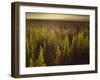 A Small Area of Green Vegetation in the Atacama Desert at Sunset-Alex Saberi-Framed Premium Photographic Print