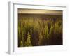 A Small Area of Green Vegetation in the Atacama Desert at Sunset-Alex Saberi-Framed Premium Photographic Print